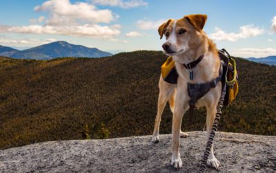 10 Tips for Hiking With Your Dog
