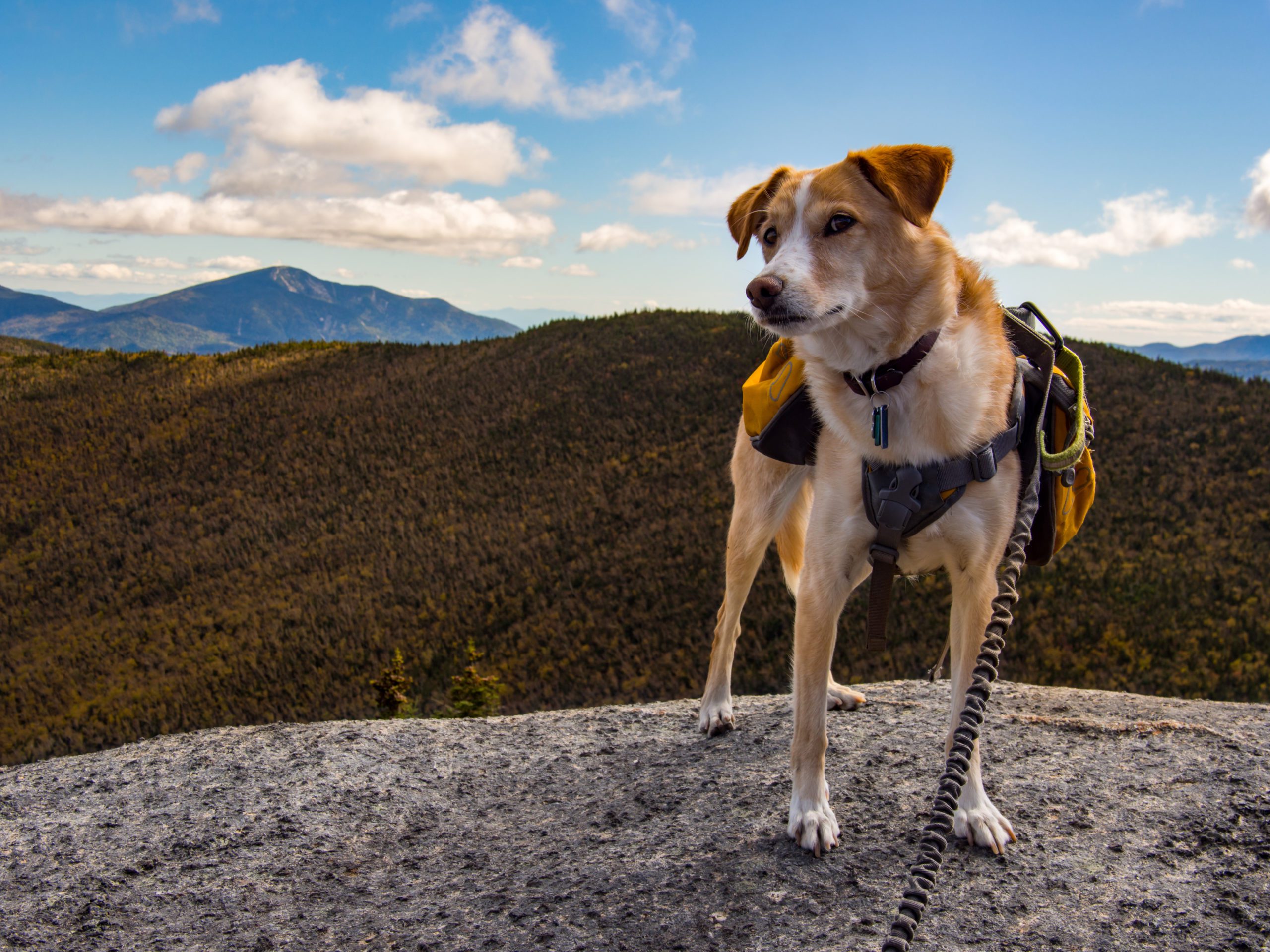 Dog With Backpack On Mountain Summit
