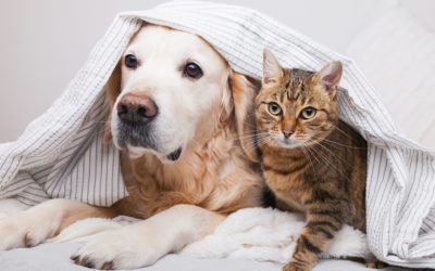 Dog Breeds that Get Along with Cats