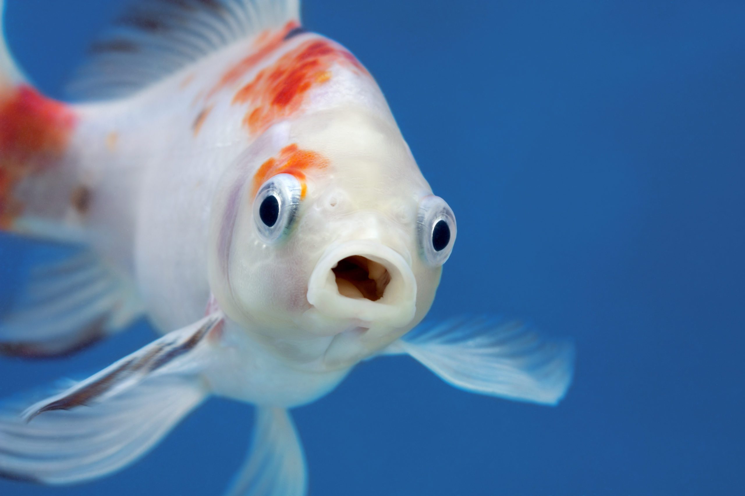 A Fish With Wide Open Mouth And Big Eyes, Surprised, Shocked Or