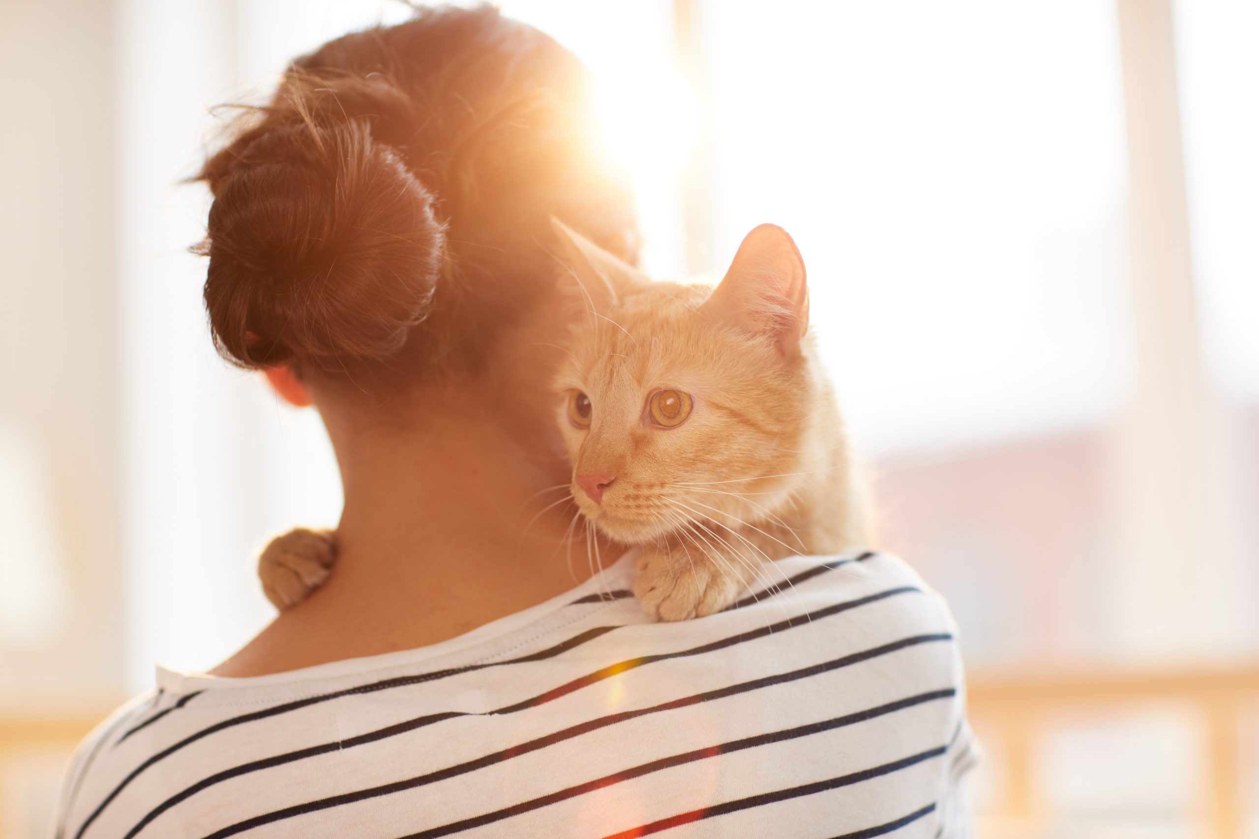 Ginger Cat Embracing Owner