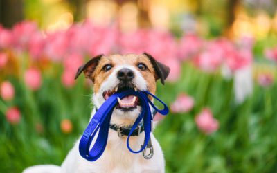 5 Unique Activities To Do With Your Pet This Spring