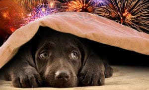4th of July: Fireworks Safety for Pets