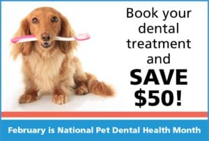Pet Dental Health Month Is Almost Here
