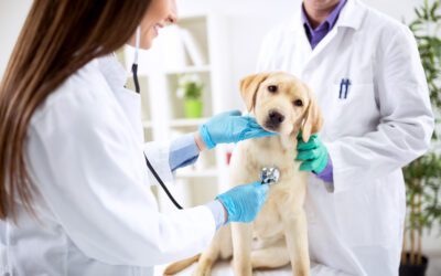 National Pet Health Insurance Month: Pet Insurance Benefits
