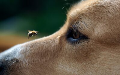 The Buzz on Bee Bites: How To Keep Your Pet Safe From Bee Stings