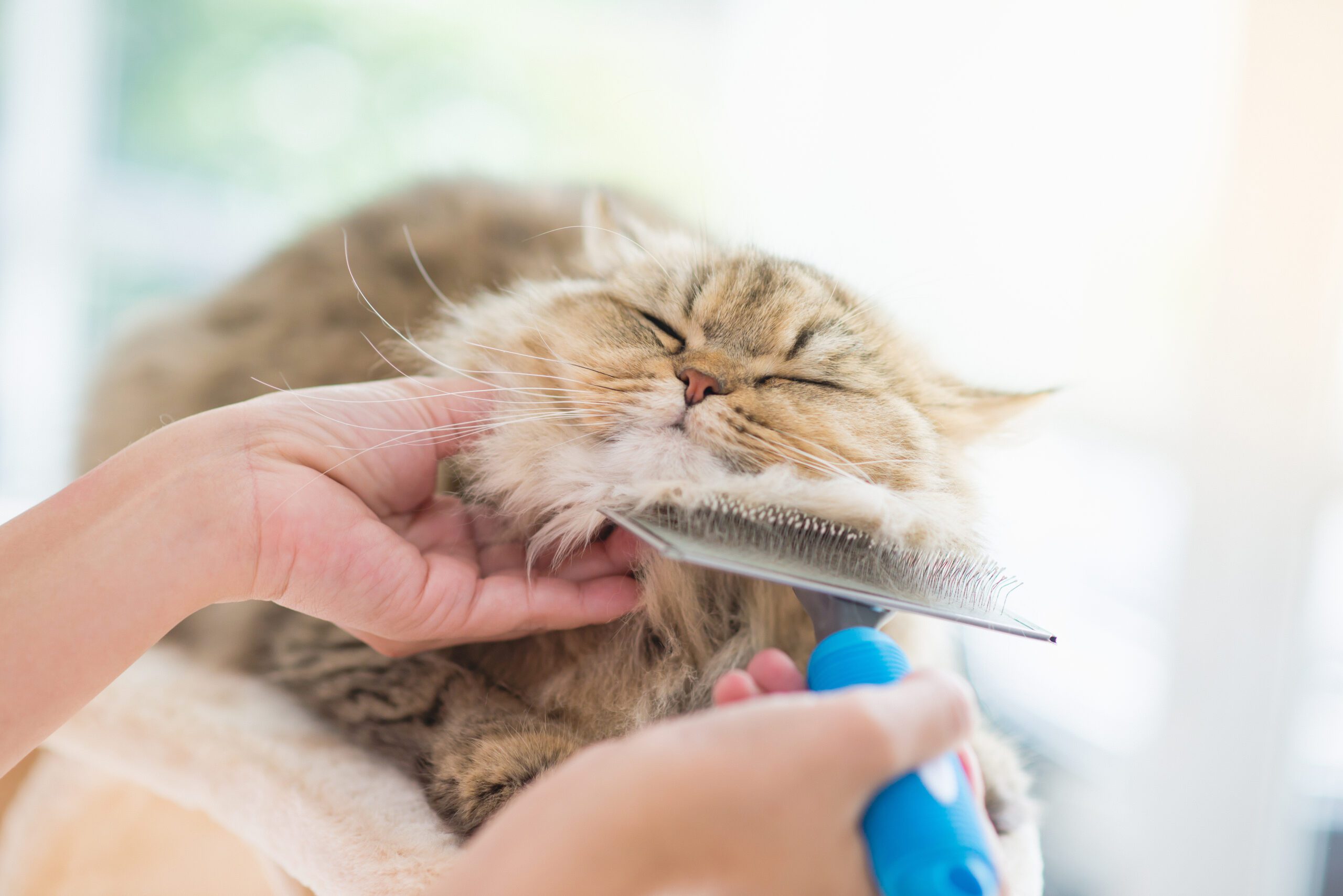 Persian Cat Grooming