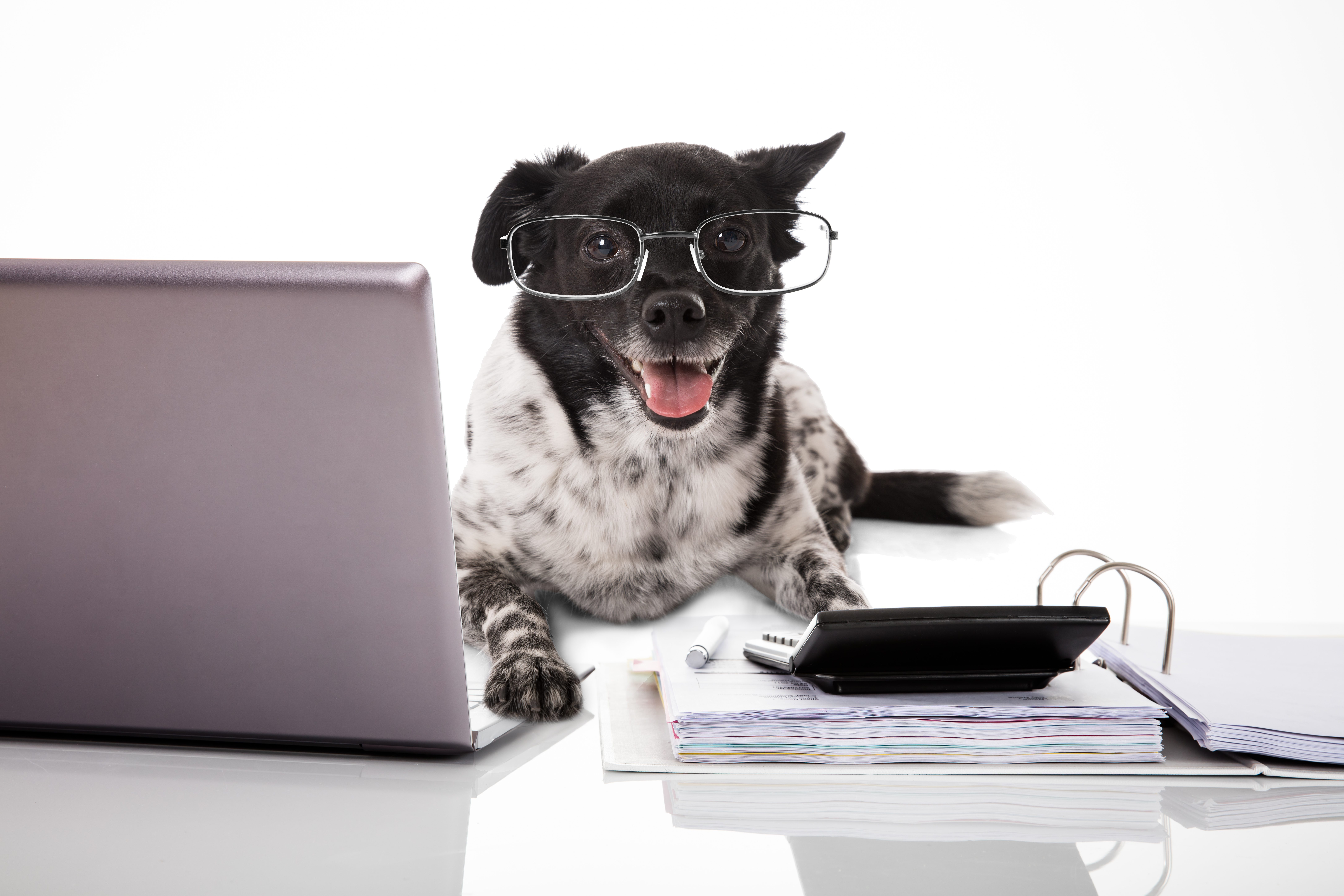 Dog Wearing Eyeglasses With Laptop And Calculator