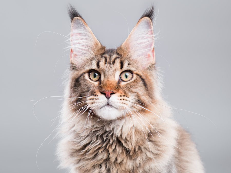 Portrait Of Maine Coon Cat