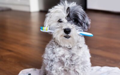 Dog Owners Guide to Dog Dental Health
