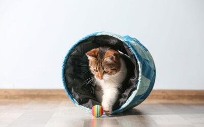 Feline Fun: Enrichment Activities and Toys for Cats