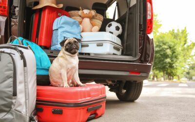 Arizona’s Best Road Trips for Dogs