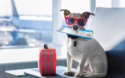 The Ultimate Guide For Traveling With Pets This Holiday Season