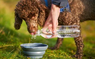 5 Summer Hydration Tips for Pets