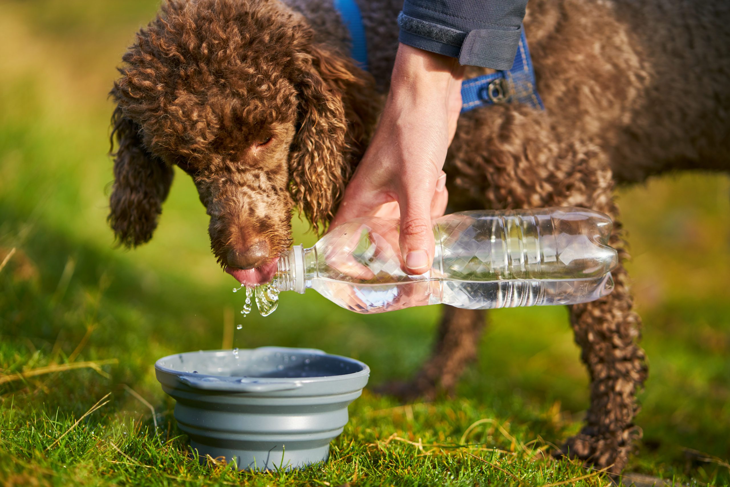 A Dog Receiving A Drink Of Water While Out On A Long Walk.