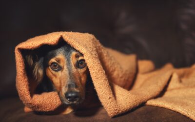 Anxiety & Animals: Signs of Pet Anxiety