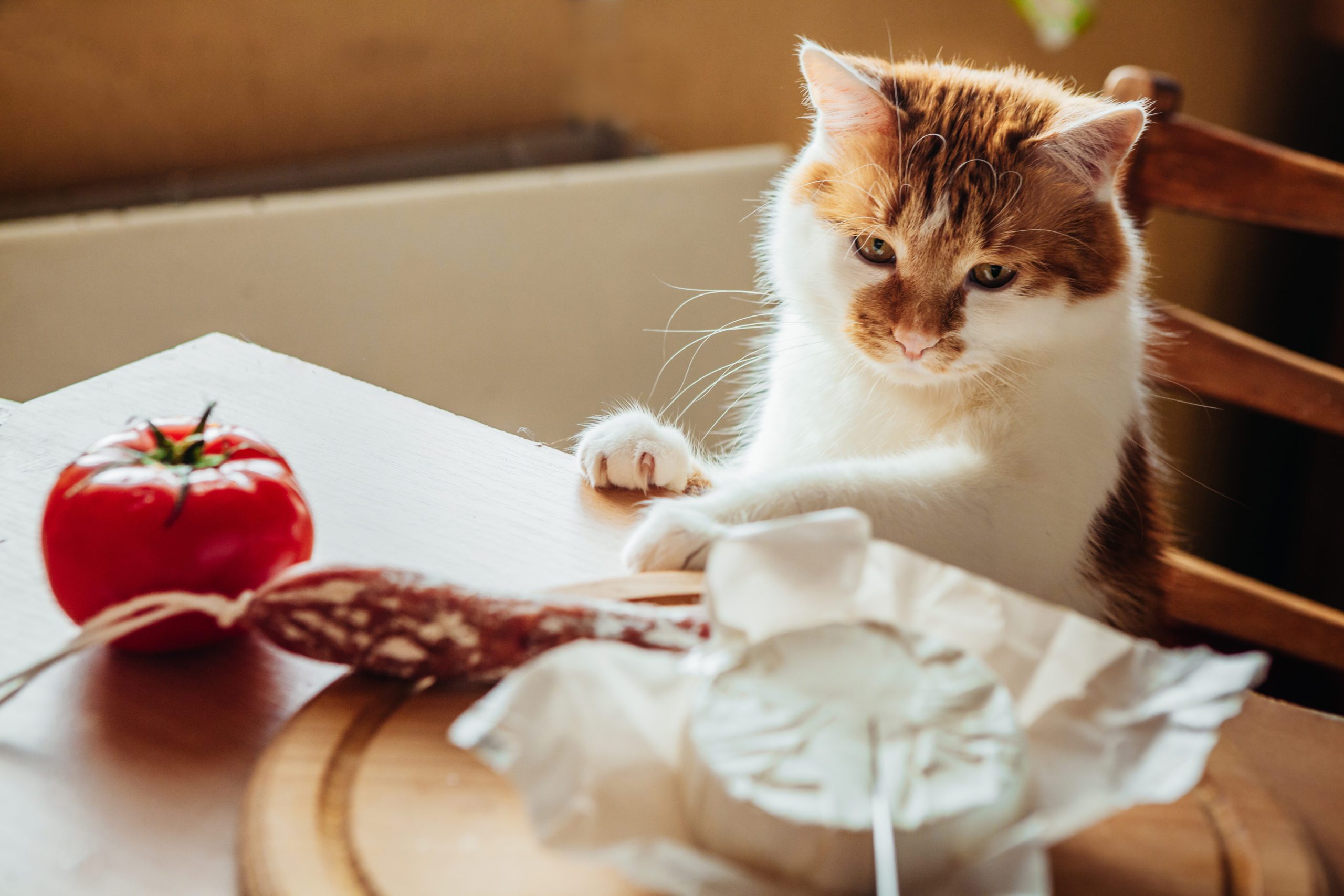 The Cat Helps To Cook A Delicious Dinner With Cheese, Salami And