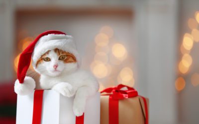 4 Ways To Help Homeless Pets This Holiday Season