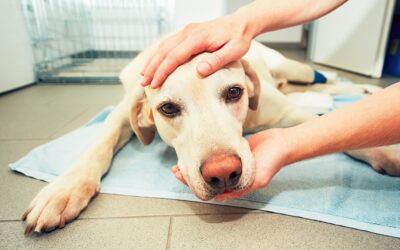 Know the Signs of Cancer in Dogs and Cats