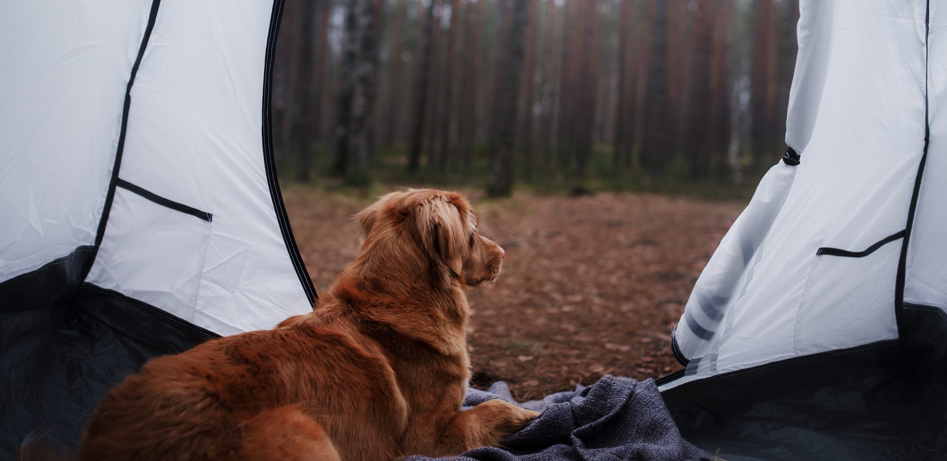 The Dog In The Tent. Nova Scotia Duck Tolling Retriever In The Campaign