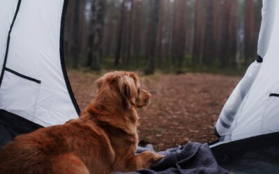 5 Tips For Taking Your Pets Camping