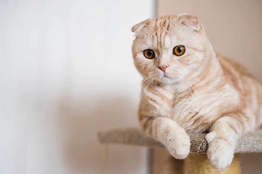 Adorable Ginger Scottish Fold Cat Lying At Home