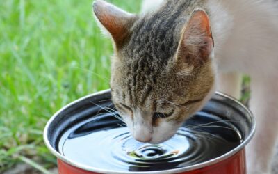 Drink Up! How To Keep Your Pets Hydrated