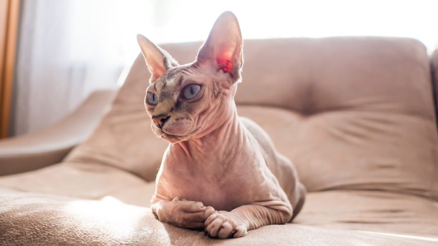 Portrait Of A Sphinx Cat Lying On The Couch.