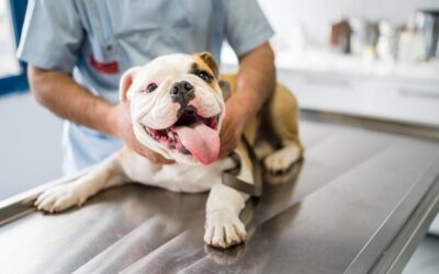 How to Reduce Pet Stress at the Vet