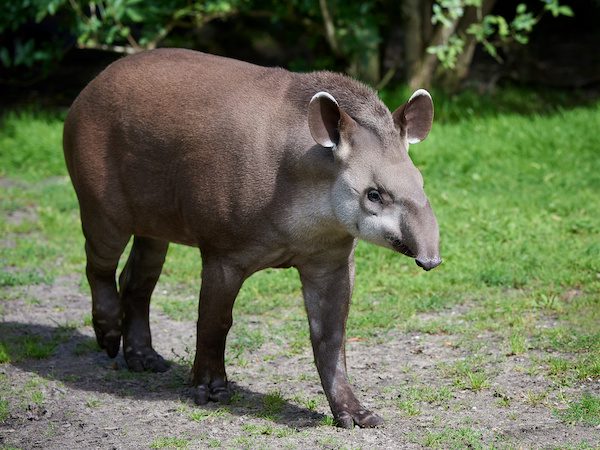 South American Tapir (tapirus Terrestris)