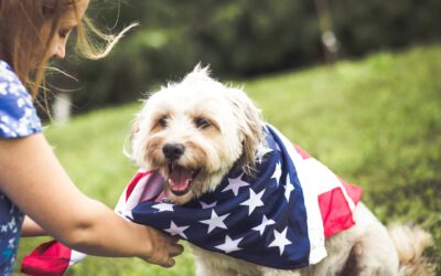 How to Celebrate the 4th of July Safely With Your Pet