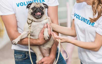 Celebrate Shelter Pets Day – Not Looking to Adopt? Here Are Some Ways You Can Still Celebrate Shelter Pets!