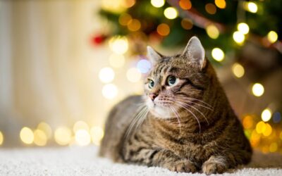 Holidays & Your Pets