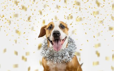 10 New Year’s Resolutions to Make With Your Pet