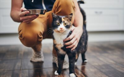Secrets of the Meow: What Your Cat is Trying to Tell You