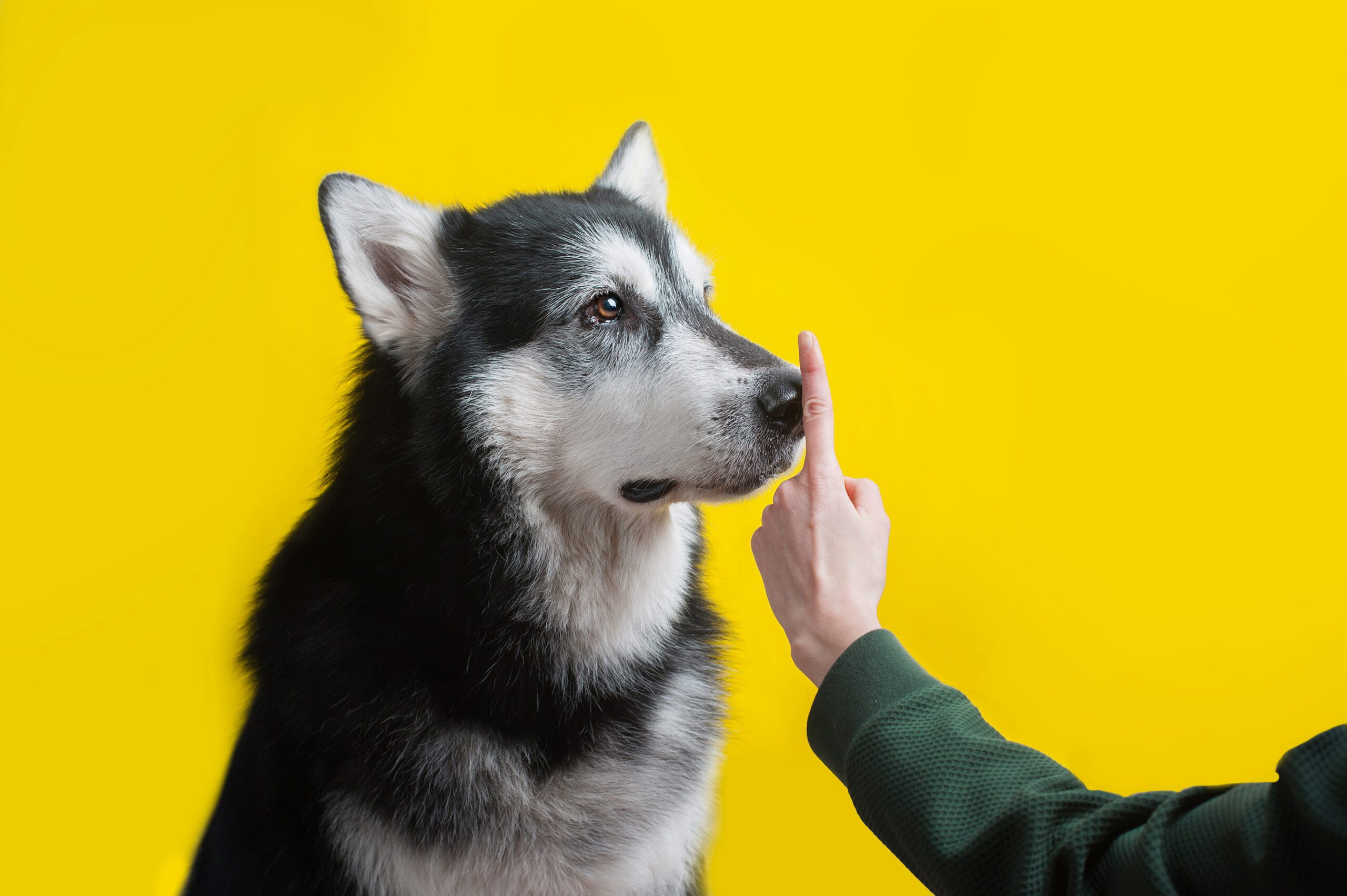 Human Hand Ordering Silence To An Alaskan Malamute Dog.
