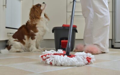 Does Your House Smell Like Pets? Spring Cleaning Tips to Remove Pet Odor