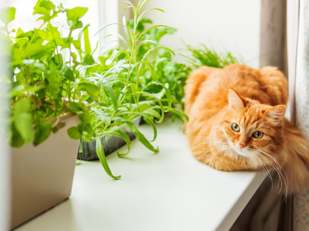 toxic plants for pets
