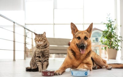How to Read & Understand Pet Food Labels