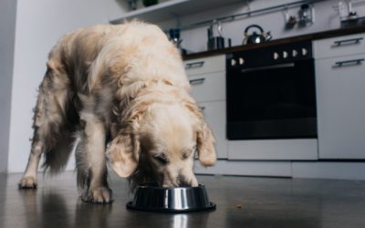 Slow Down! How to Stop Your Dog From Eating Too Fast