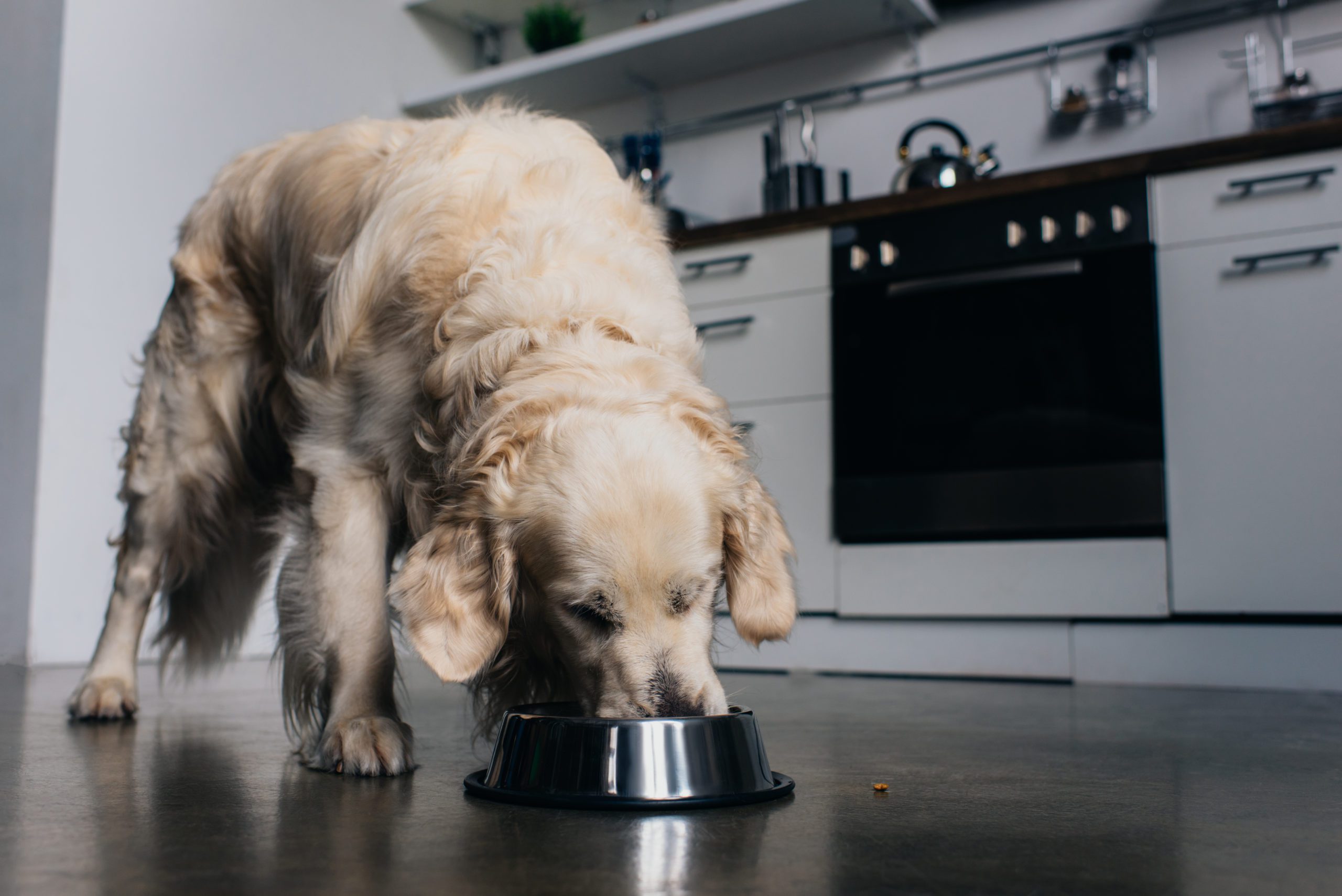 Adorable Golden Retriever Dog Eating Pet Food From Metal Bowl At Home