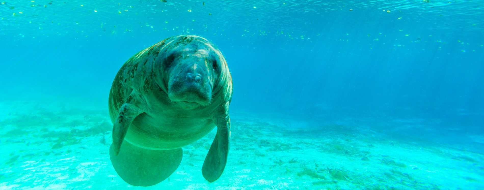 Manatee Swimming In Clear Water Of Crystal River, Florida