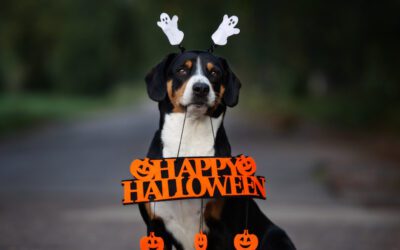 Adorable DIY Pet Halloween Costumes & Celebration Tips