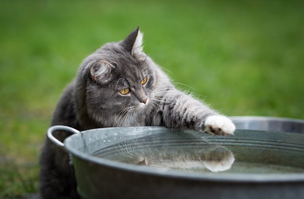 Cat Playing With Water