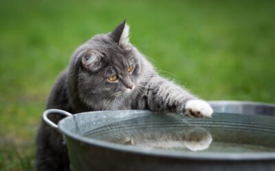 Ask APV: Do Cats Really Hate Water?