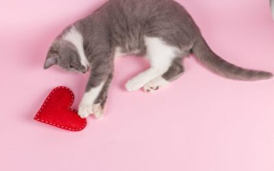Celebrating Your Pets and Valentine’s Day