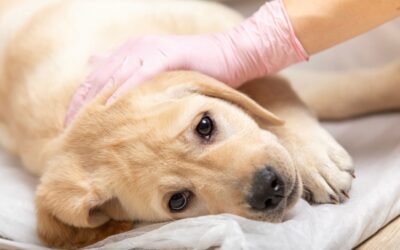 Canine Parvovirus: Everything You Need To Know