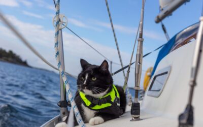 Going Boating With Your Best Pal? Here Are Some Tips For Sailing Away Safely