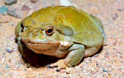 Poisonous Toads in Arizona