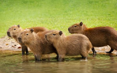 Capybaras: Friendly Giants of the Rodent Community